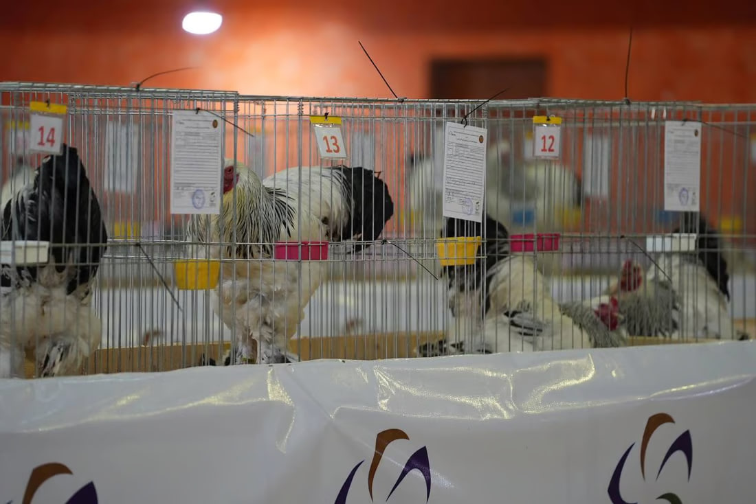 Beauty contest for chickens draws enthusiastic participants from across Iraq