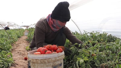 الزبير تنتج 900 طن طماطة يوميا.. والزبائن من كردستان يشجعون على سقف 2000