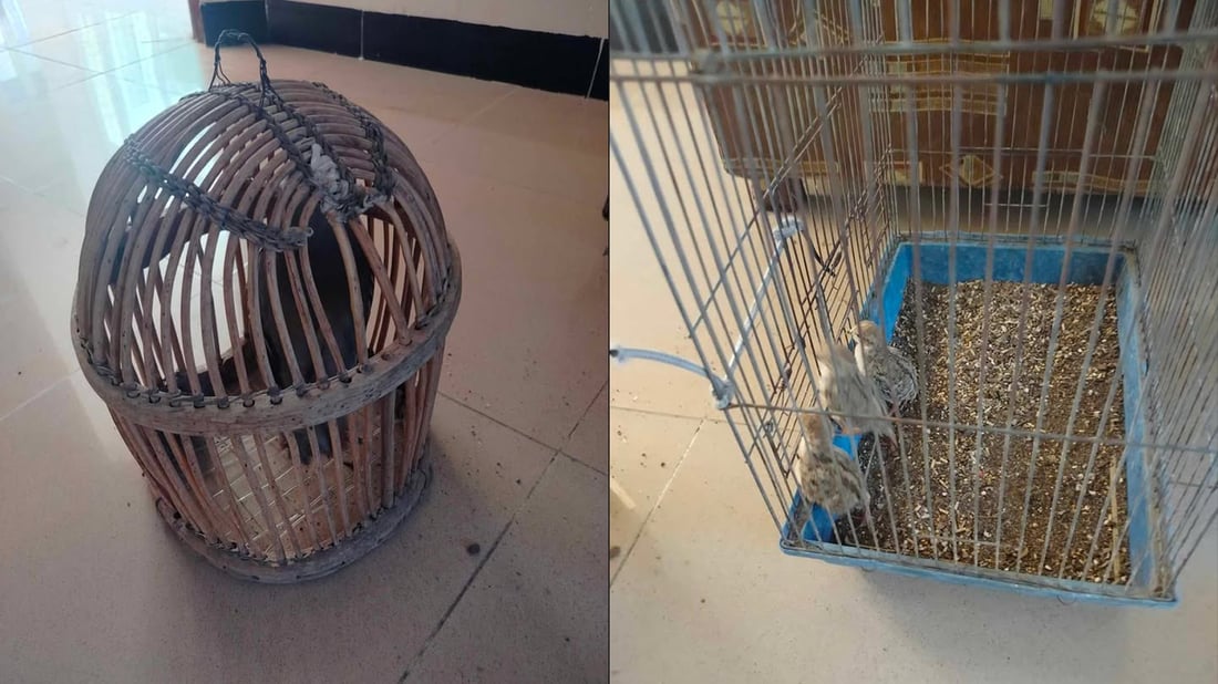 راوچیەکی باڵندەی کێوی دەستگیر کرا 