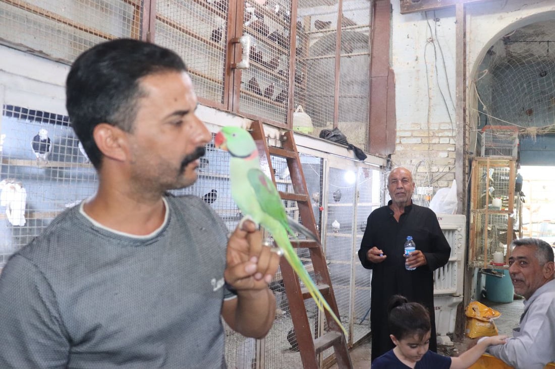 نظرة على أسعار الطيور في كربلاء من أحد أقدم “مطيرجية” طويريج (صور)