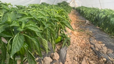 Al-Sayafia farmers resist Baghdad’s tide of urbanization