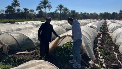 صور: أنفاق خاصة في الحلة تزرع الباميا رغماً عن الشتاء.. انتظروها الشهر المقبل