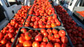 Tomato prices triple in Iraq after Iran bans exports and border disruptions cut supply