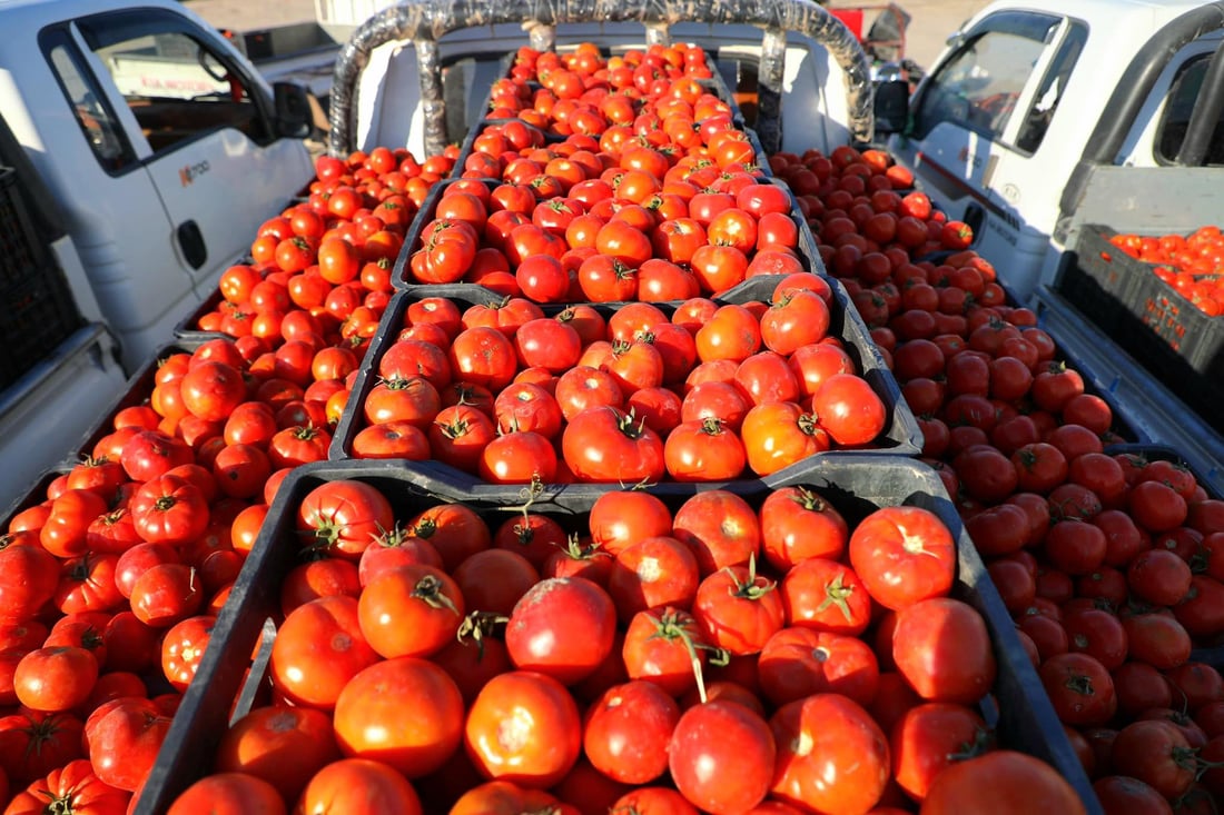 Tomato prices triple in Iraq after Iran bans exports and border disruptions cut supply