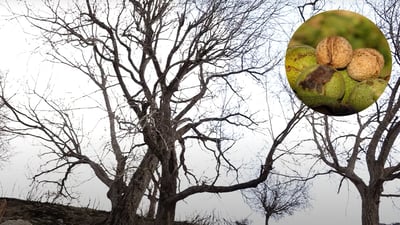 Sidekan sees drop in agricultural output due to cold, snow