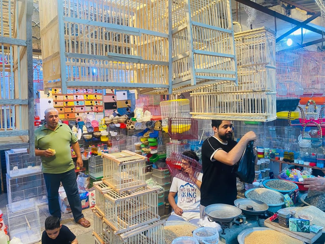 صور: حلَّ الخريف وبدأ موسم تزاوج البلابل.. سوق العمارة امتلأ بأقفاص سعف النخيل