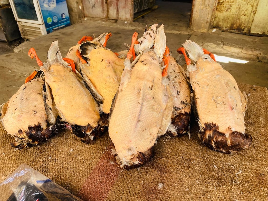 لا طيور ولا صيادين في ميسان.. الجفاف يطرد ”الحجل“ و“أبو طوق” من الأهوار (صور)