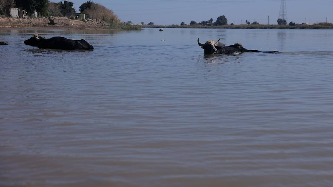 كل جاموسة تلتهم 15 كغم يومياً.. الجفاف انتهى والأعلاف بقيت غالية في الكوت