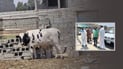 مۆڵه‌تى 24 كاتژمێر دراوه‌ته‌ خاوه‌ن ئاژه‌ڵه‌كانى قه‌زاى دوبز ئاژه‌ڵ له‌ گه‌وڕه‌كانیان نه‌هێڵن