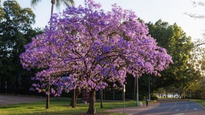 العراق يطبق التجربة السعودية: سنزرع الجاكرندا البنفسجية ونكثرها