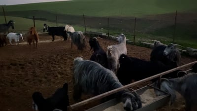 سرقات الماشية تتضاعف.. 86 رأساً اختفت من سهل أربيل خلال شهر