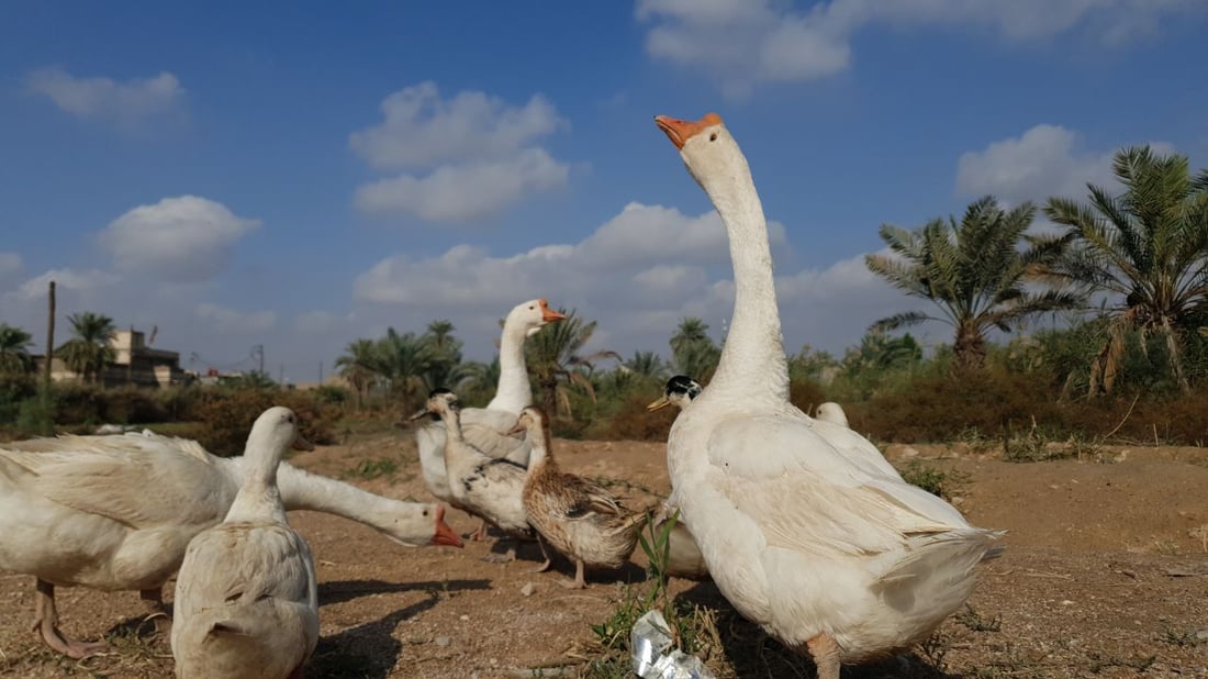 البصرة: أسعار الأراضي الزراعية في “الهارثة” تحلّق.. وتتجاوز تركيا! (صور)