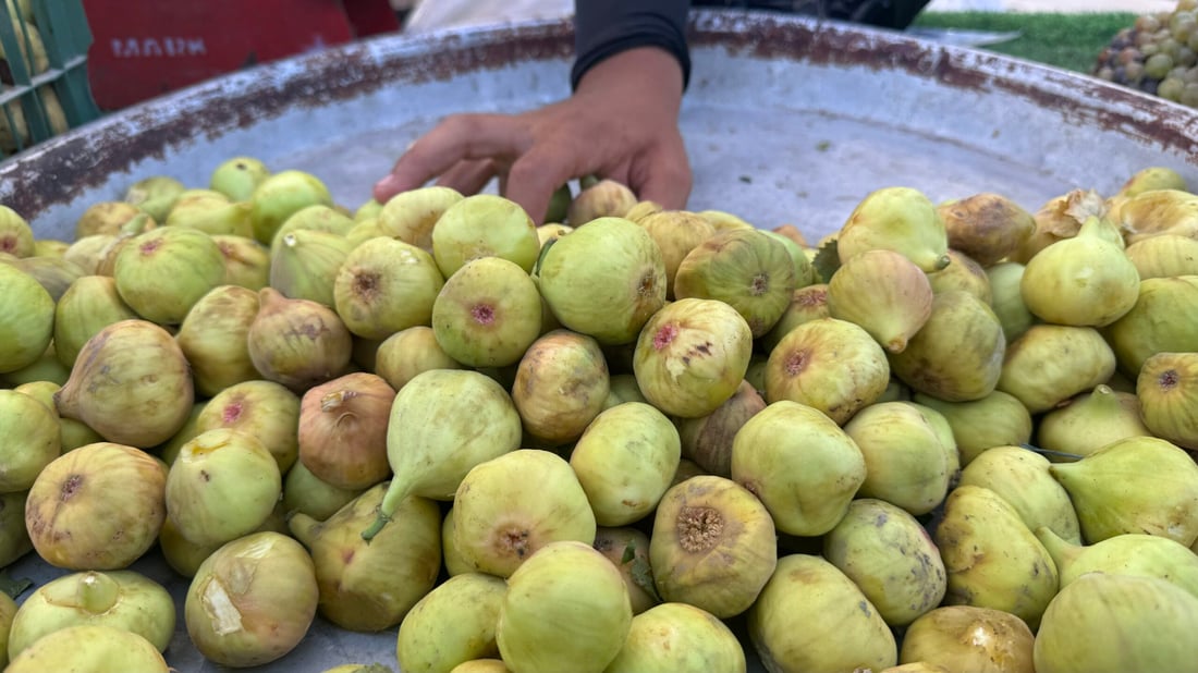 تين بغداد نضج مبكراً ووصل إلى المشخاب لكن محصول المحاجير أرخص (صور)