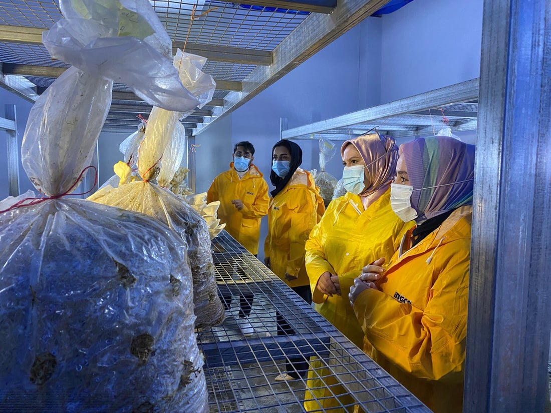 هۆڵێكى به‌رهه‌مهێنانى قارچك كراوەتەوە باشترین جۆریان بەرهەمهێناوە