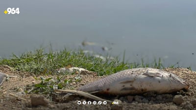 رۆژانە دەیان تۆن ماسی لە حەوزەکانی داقوق مردار دەبنەوە