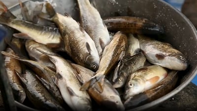 قه‌ده‌غه‌ى راوه‌ماسی له ‌هه‌رێمی كوردستان راگه‌یه‌ندرا