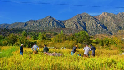صور: حصاد “الرز الكردي” بدأ في حقول دهوك والموسم مميز هذه المرة