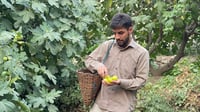 مختلف في النكهة واللون.. قطاف تين عقرة بدأ ومنذ الصباح ا...