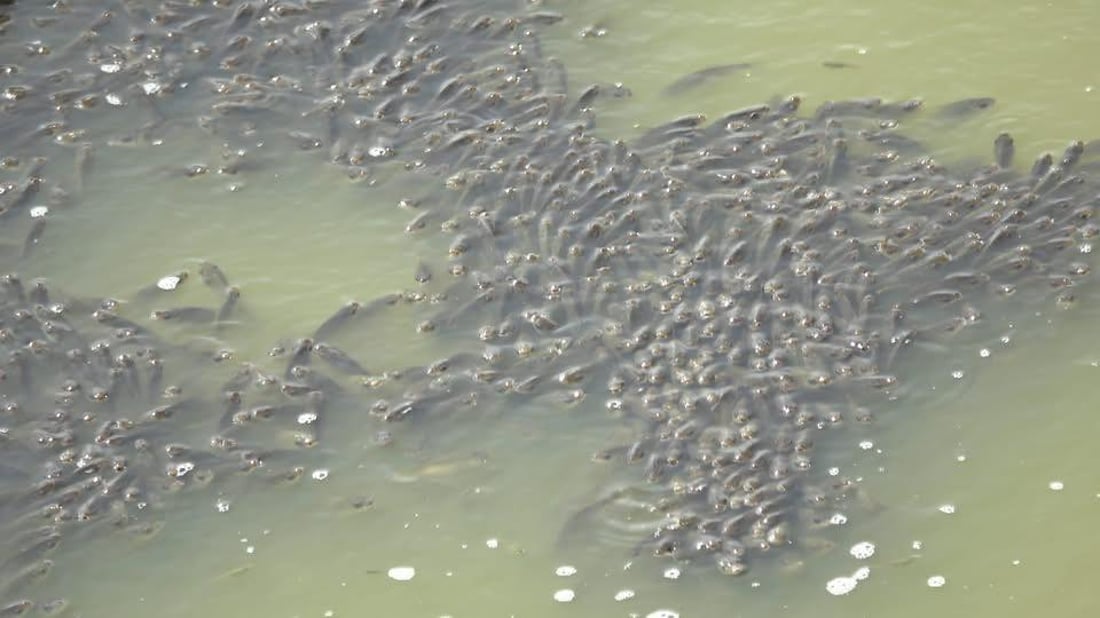 بەهۆى وشکبوونى سەرچاوەى ئاوى حەسار 10 هەزار پەنجەماسى گواسترانەوە