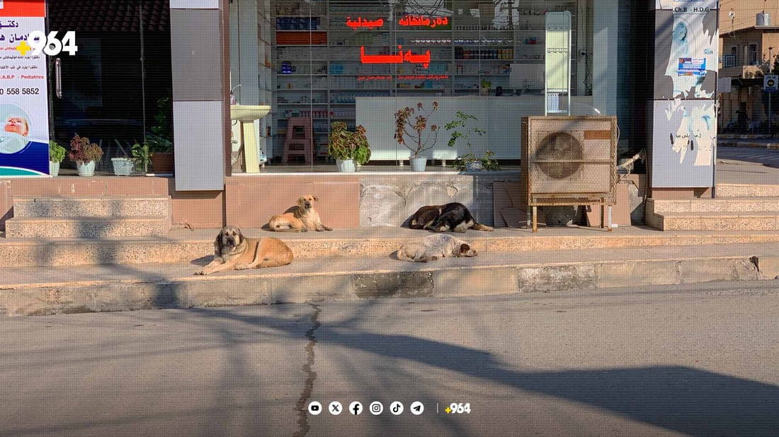 بنکەی ڤێتەرنەری قەڵادزێ: سەگی بێلانە مەترسی بۆ سەر تەندروستی هاوڵاتیان دروست دەکات