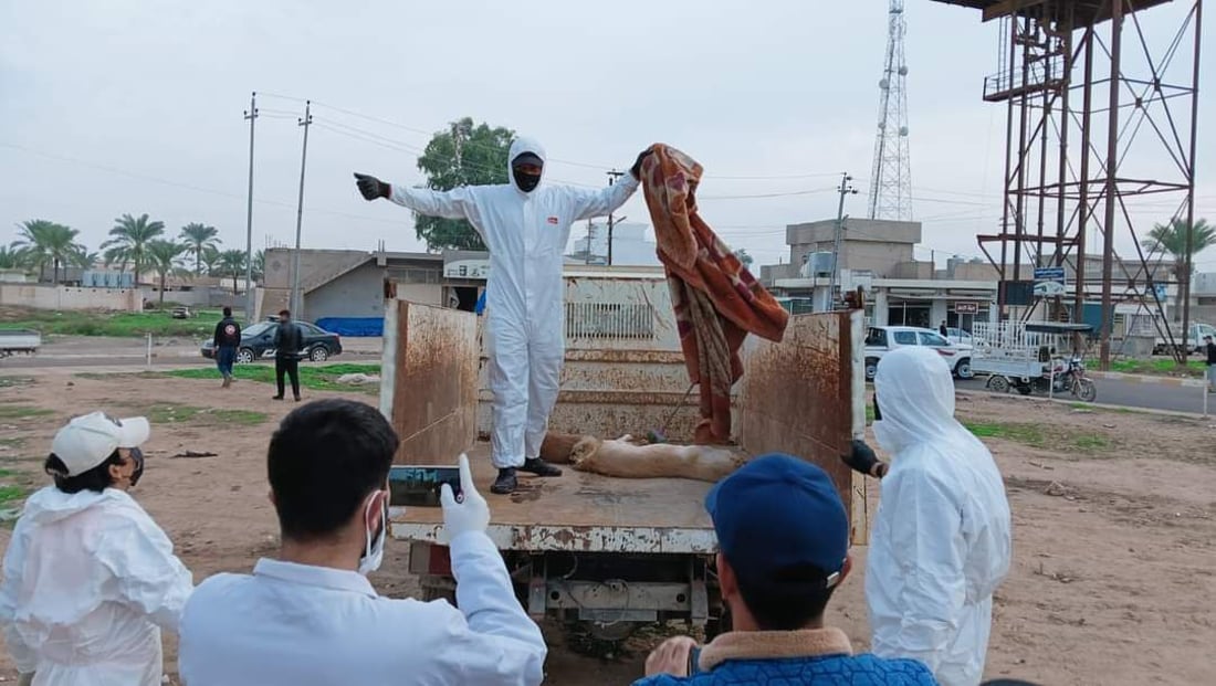 بە پێدانى سەر و قاچى مریشکى ژەهراوى 200 سەگى بێلانەیان لەناو بردووە