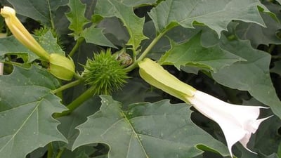 Iraq expands field operations to control spread of poisonous datura plant