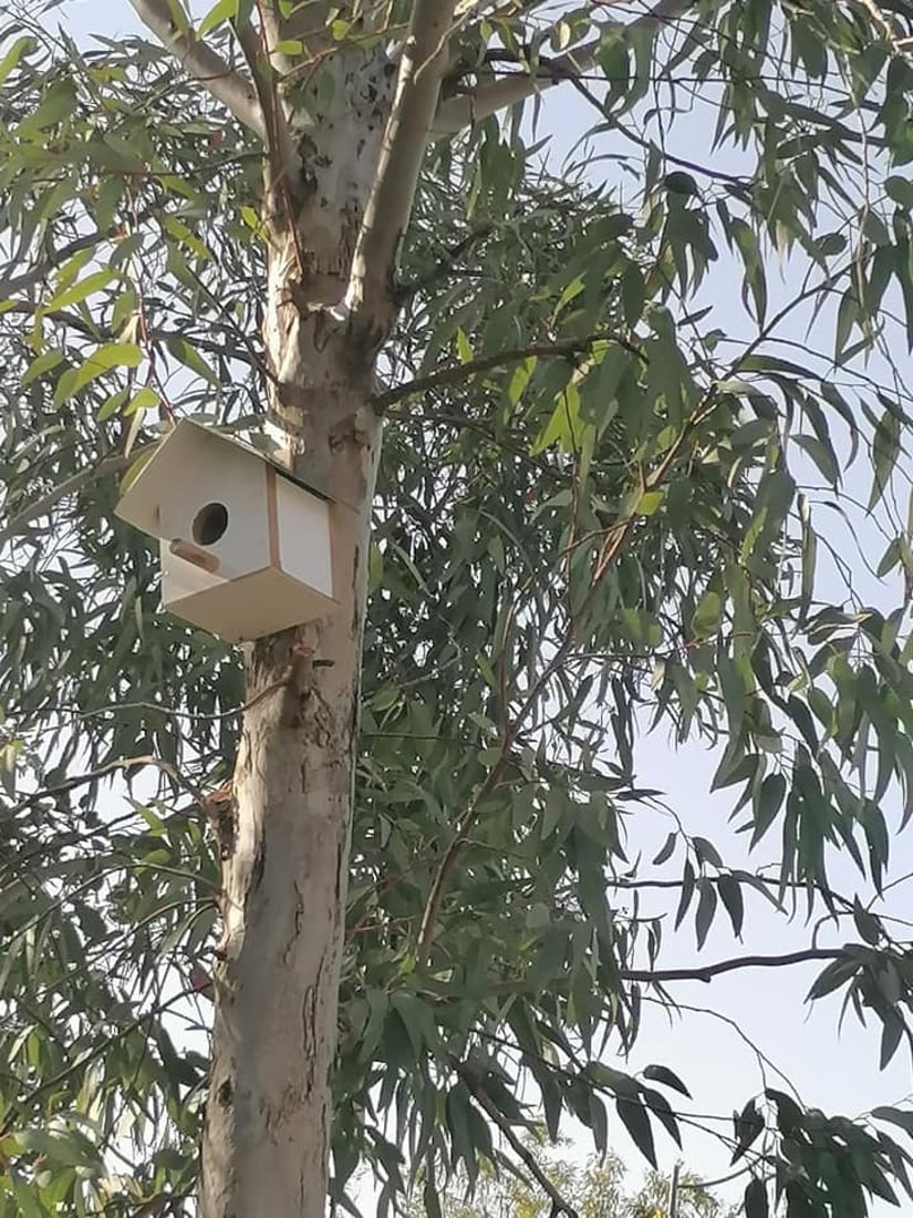 له‌ شه‌قڵاوه‌ هێلانه‌ى ده‌ستكرد بۆ باڵنده‌كان كێوییه‌كان دروست ده‌كرێت