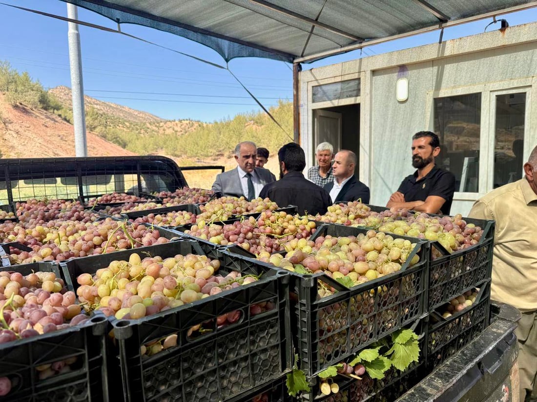 كۆمپانیایه‌كی خۆماڵی 6000 تۆن ترێ له‌ جوتیارانى دهۆک ده‌كڕێته‌وه‌