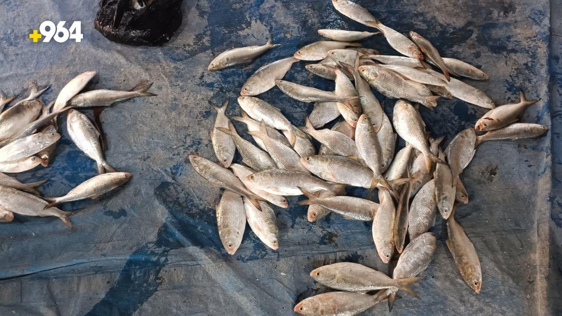 قائمة صباحية بأسعار السمك في مزاد الفاو لهذا اليوم الاثنين