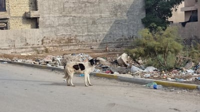 “كلاب الزعفرانية” تنهش فتاة في الـ 15 من عمرها