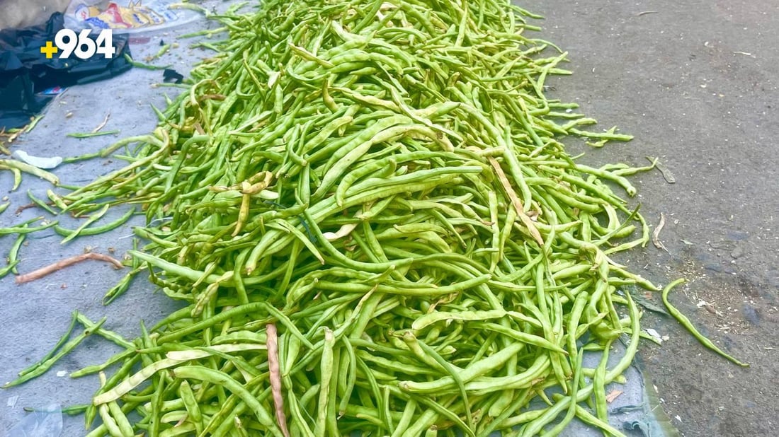 صور: وصول “التوحة” من بساتين شمال البصرة.. تنافس لوبياء سامراء لكن لشهر واحد