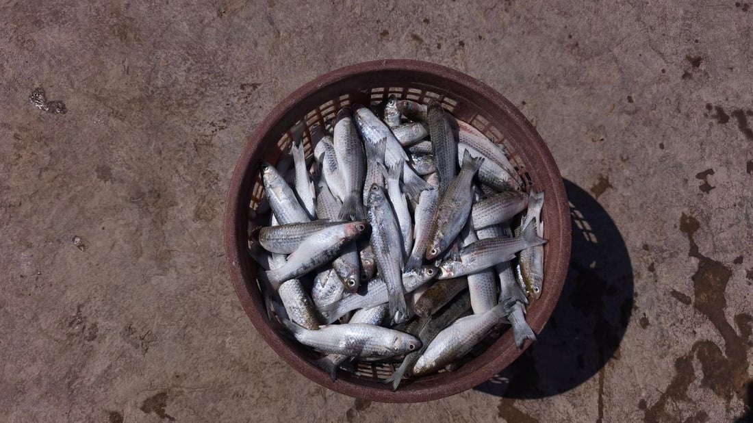 رياح عالية تؤخر إبحار الصيادين في الفاو وتحد من تنوع الأسماك بمرسى النقعة