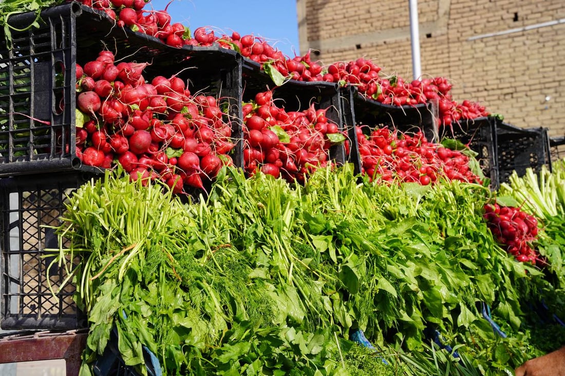 صور مبهجة: خضروات بعقوبة كلها من ديالى.. إنتاج المرادية وأم الكرفس يغطي كل شيء