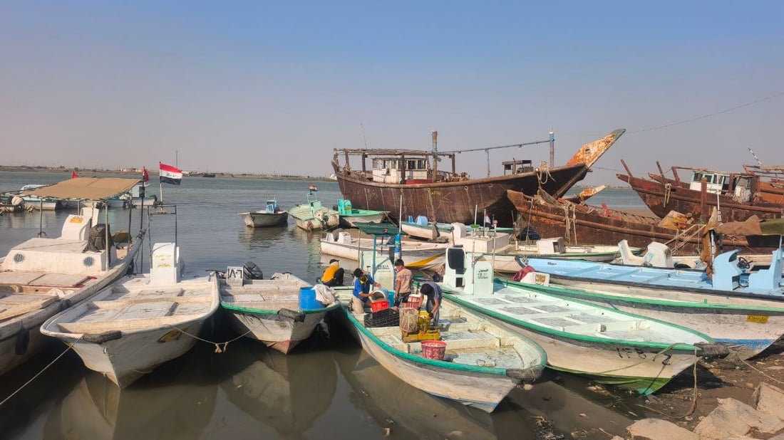 مزاد الفاو للأسماك: كميات كبيرة من “السلطان إبراهيم” والروبيان بـ 5 آلاف للكيلو
