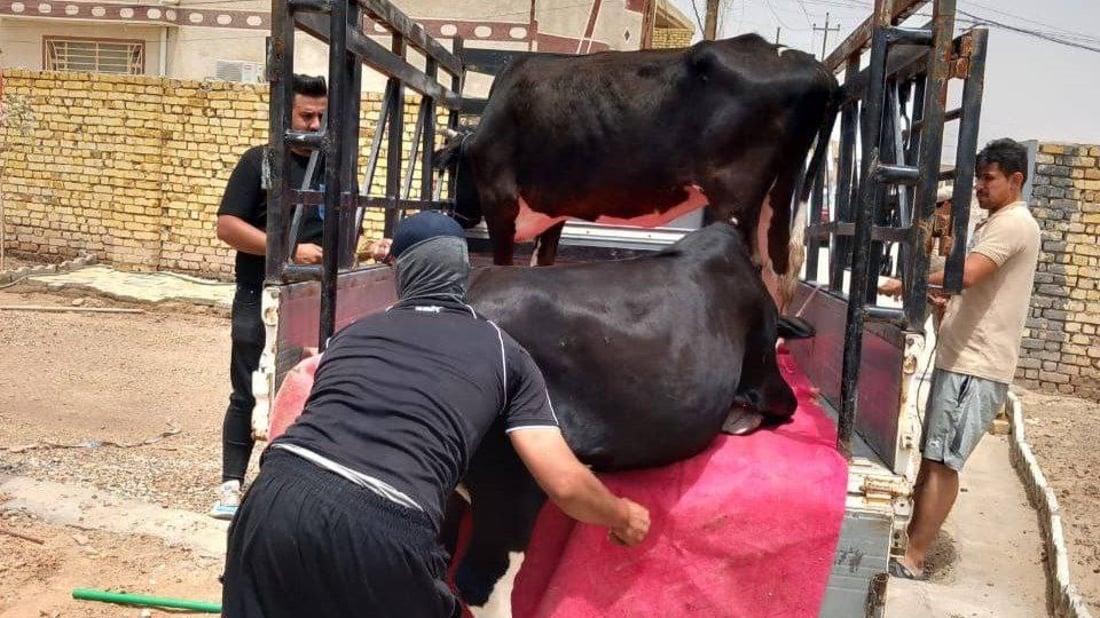 صور: حجز فوري بلا تهاون.. لا مزيد من المواشي في شوارع وحدائق الكوت