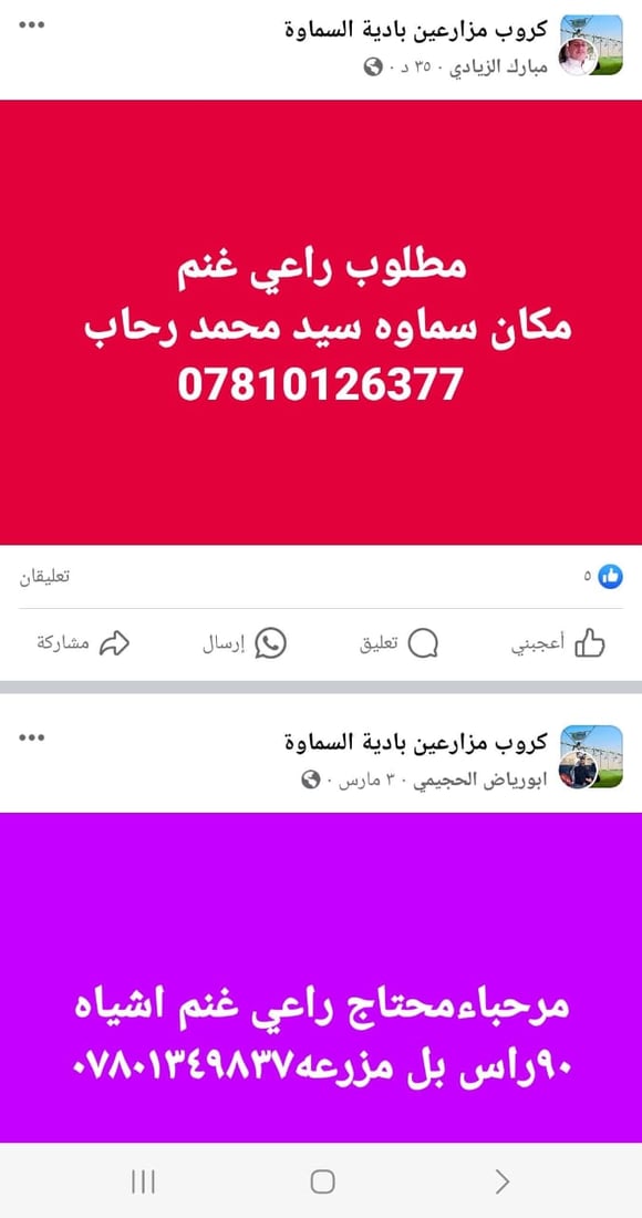 فرصة عمل في بادية السماوة.. راتب رعاة الإبل والغنامة يصل إلى 700 ألف دينار