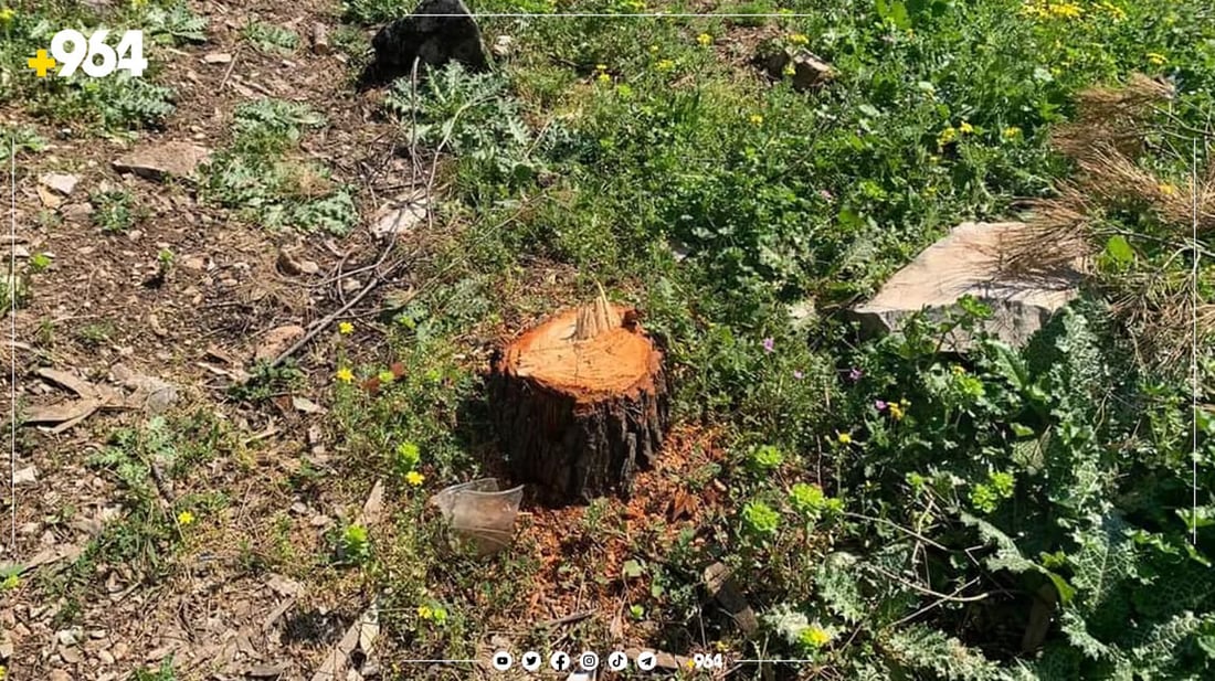 مجهول يرتكب مجزرة بغابات السليمانية.. قطع 70 شجرة والشرطة تلاحقه