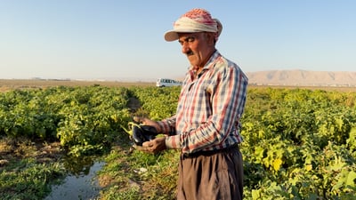 باذنجان المسيحيين في الشمال رائع أيضاً لكنه يحتاج “الحل البصراوي”