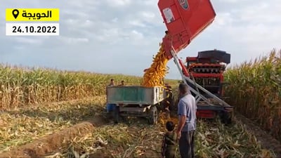 فيديو: حصاد الذرة العراقية في الحويجة.. موسم وفير هذا العام