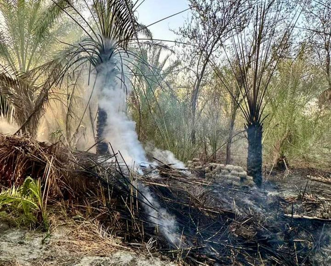 صور: النيران لا تفارق بساتين النخيل في البصرة.. حريق جديد يطال 50 شجرة مثمرة