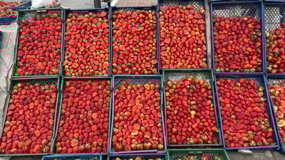 ئەمساڵ بەرهەمی شیلکی خانووە پلاستیکییەکان کەمە