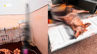 تۆمەتبارێک دەستگیرکرا کە گورگێکی کوشتووە