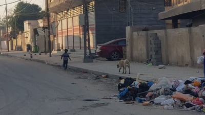 المسيب: كلاب سائبة تحاصر أطفال الإسكان الصناعي وتنهش 3 منهم