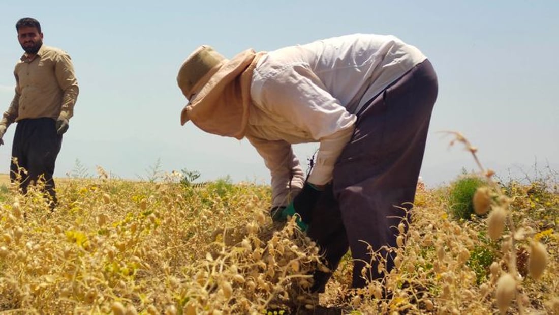 +964صورة من منصة (شبكة): 