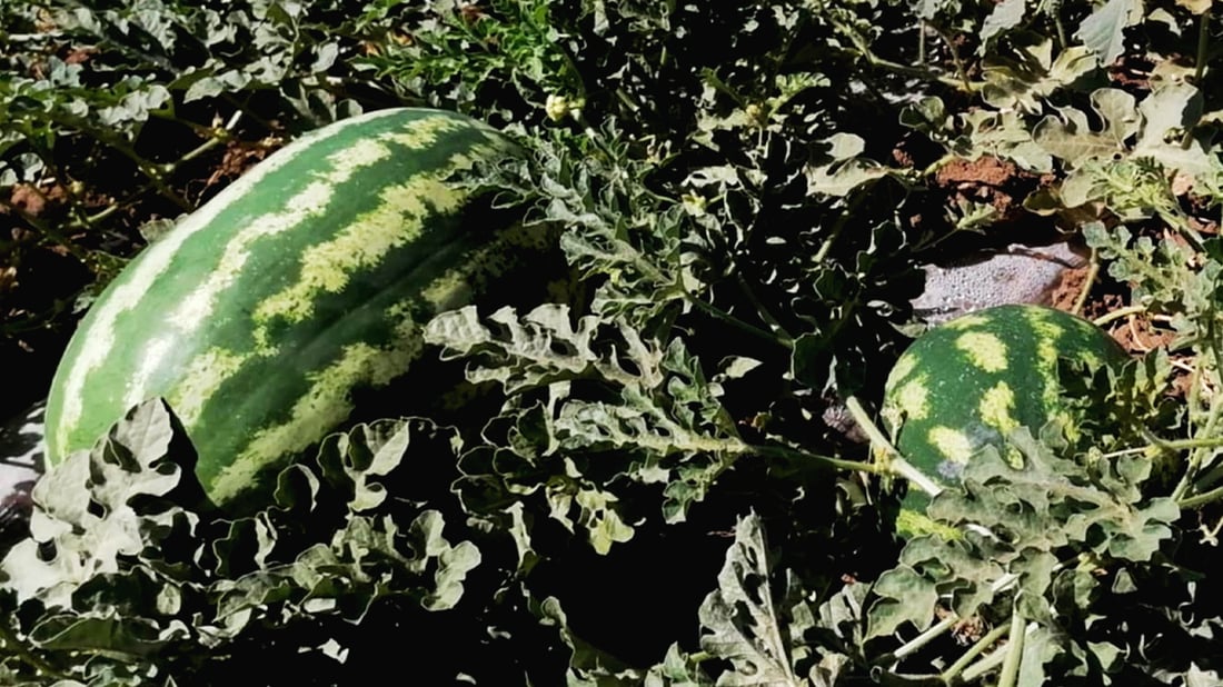 جوتیارێکی پێنجوێن ده‌ڵێت: دوو تۆن شووتییان لێ دزیوم