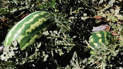 جوتیارێکی پێنجوێن ده‌ڵێت: دوو تۆن شووتییان لێ دزیوم