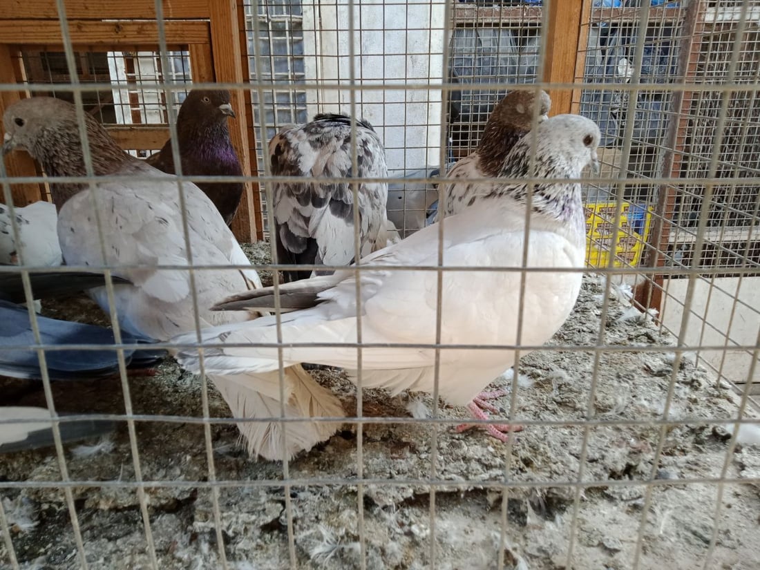 سوق الطيور في بغداد الجديدة.. نسخة من سوق الغزل وينافسه منذ السبعينات