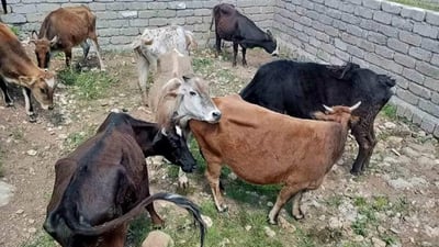 دهوك تحتجز 7 أبقار أزعجت الناس وأكلت الشجر داخل المدينة.. الراعي دفع غرامة