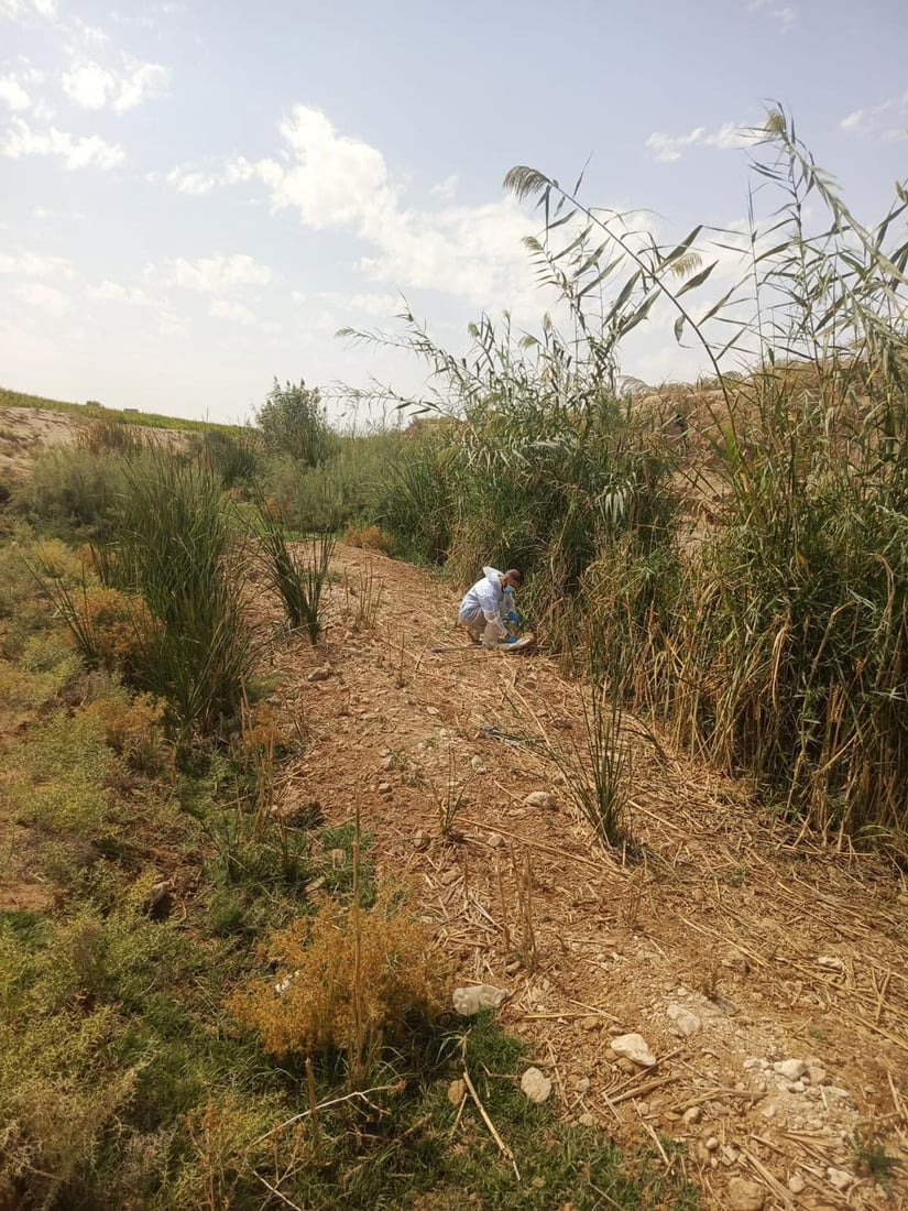 عنّه تجمع الحشرات وتفحصها لتحديد خارطة البعوض وتجهيز المبيدات المناسبة