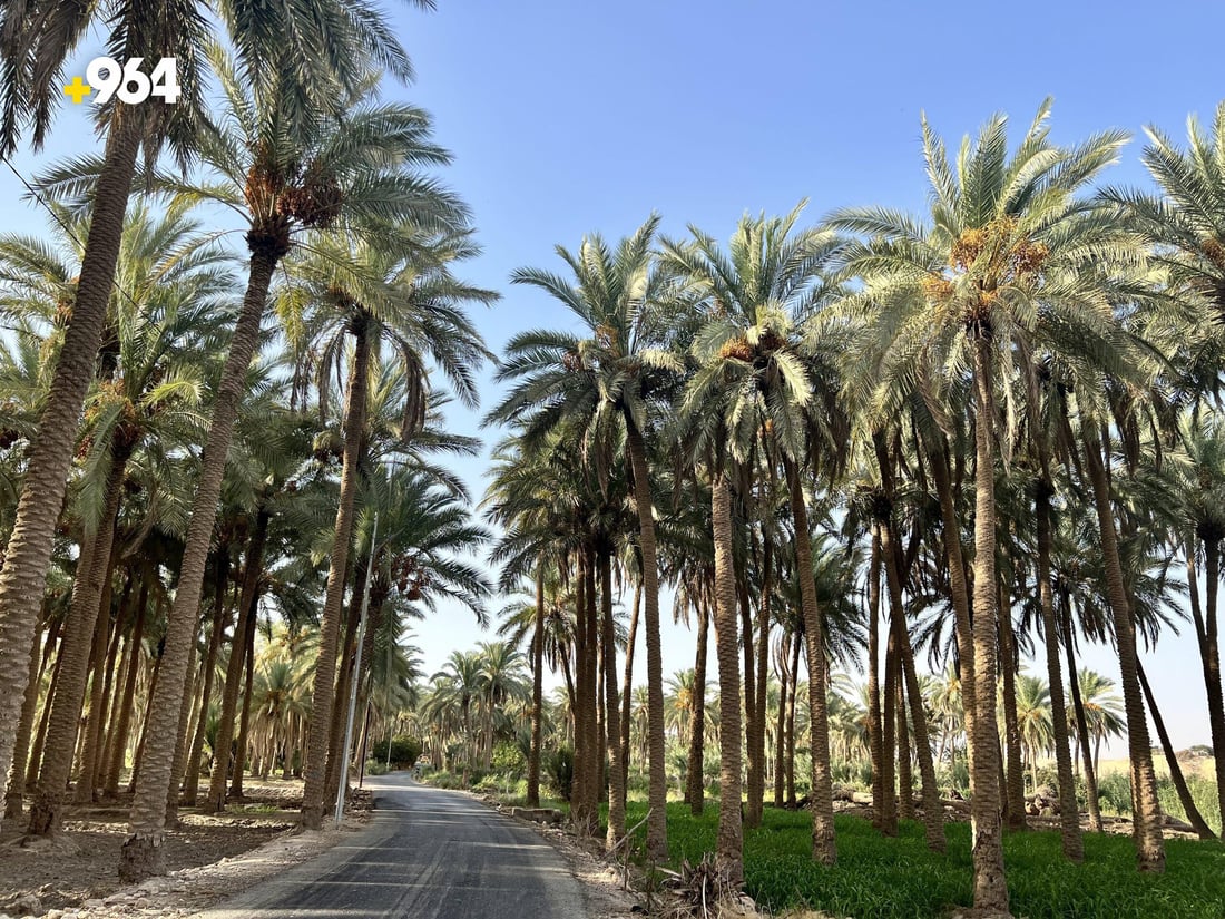 صور ساحرة من حديثة: البساتين خلابة والفلاحون ينتظرون “الحصاد الذهبي”